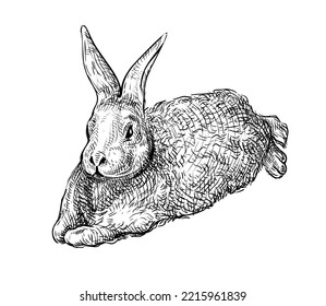 Hand drawn black ink sketch of Rabbit isolated on white background. Vector illustration of Rabbit - symbol of 2023 Chinese New Year. Vintage engrave of Hare. Cute Easter Bunny