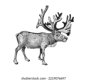 Hand drawn black ink sketch of Raindeer isolated on white background. Vector illustration of wild stag. Vintage engrave of north raindeer