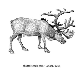 Hand drawn black ink sketch of Raindeer isolated on white background. Vector illustration of wild stag. Vintage engrave of north raindeer