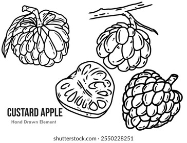 Dibujado a mano boceto de Vector de tinta negra de fruta de manzana azucarada con varios ángulos diferentes. Frutas, agricultura, productos agrícolas, diseño de envases, belleza, salud y otros