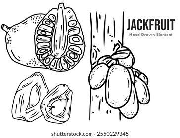 Hand drawn black ink vector sketch of jackfruit, peeled, whole, and jackfruit tree. Fruits, agriculture, agricultural products, packaging design, beauty, health and others