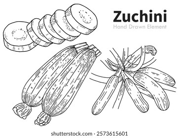 Hand drawn black ink Zucchini vector. Images of plants, zucchini slices, food ingredients, Japanese, Asian, health, packaging design, vegetarian, diet.