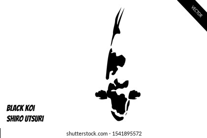 Hand drawn black koi fish vector in the dominant black and white colour of koi. Its a Shiro Utsuri Koi variety 