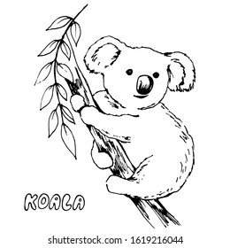 Hand drawn black line art vector, koala animal sitting on a tree and branch on a white background isolated for use in design, greeting card, logo, doodle illustration