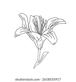 Desenhado à mão linha preta arte lírio flor com tronco. Mês de nascimento monocromático maio flor. Ilustração vetorial botânica isolada em branco.