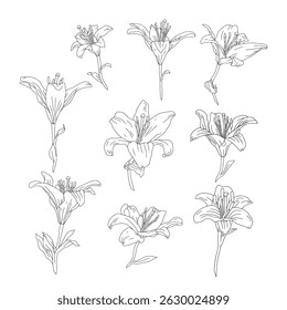 Desenhado à mão a linha preta arte lírio floresce com conjunto de haste. Mês de nascimento monocromático Feixe de flores de maio. Coleção de ilustrações vetoriais botânicas isoladas em branco.