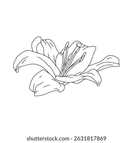 Desenhado à mão linha preta arte lírio flor. Mês de nascimento monocromático maio flor. Ilustração vetorial botânica isolada em branco.