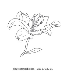 Desenhado à mão linha preta arte lírio flor com tronco. Mês de nascimento monocromático maio flor. Ilustração vetorial botânica isolada em branco.
