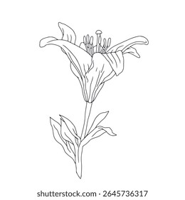 Hand drawn black line art lily bloom with stem. Monochrome birth month May flower. Botanical vector illustration isolated on white.