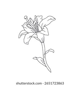 Desenhado à mão linha preta arte lírio flor com tronco. Mês de nascimento monocromático maio flor. Ilustração vetorial botânica isolada em branco.
