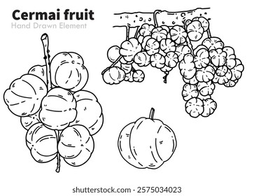 Hand drawn black line drawing of cermai fruit, Otaheite gooseberry or Malay gooseberry, easy to edit, fruit vector, coloring page, ornament design, produce, packaging, fruits, fresh, sketch, line art