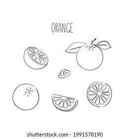 Hand drawn black line ink orange. Vector illustration. Doodle citrus fruit.