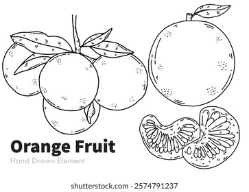 Hand drawn black line orange fruit, easy to edit, fruit vector, coloring page, ornament design, produce, packaging, fruits, fresh, sketch, line art