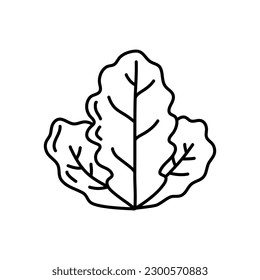 Hand drawn black line sketch of lettuce isolated on white background, Vector illustration