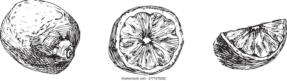 Hand drawn black on white set of lemons. Cut and sliced lemons. Isolated vector Illustration.