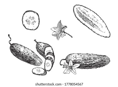 Hand drawn black on white set of cucumbers. Sliced ​​cucumbers and its flowers. Isolated vector illustration.