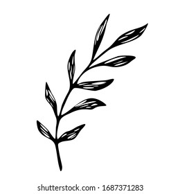 Hand drawn black outline botanical  leaf isolated on a white background for vector design