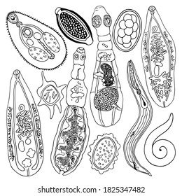 Hand drawn black outline helminths anatomy big collection isolated on a white background applicable in parasitology, medicine, biology, veterinarian. 
Human and animal body parasites set. 