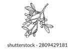 Hand drawn black outline mistletoe branch with small berries. Cozy winter doodle sketch for whimsical holiday invitations. Vector graphic element for festive seasonal print.