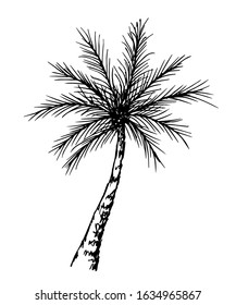 Hand drawn black outline of a tropical palm tree on a white background. Simple vector drawing in ink. Nature and vegetation. Summer rest.