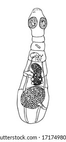 Hand drawn black outline vector illustration of animal and human parasite isolated on a white background. 
Graphic image of alveococcus helminth body anatomy.