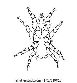 Hand drawn black outline vector illustration of animal and human parasite isolated on a white background. 
Graphic image of hexapod
subcutaneous mite body anatomy.