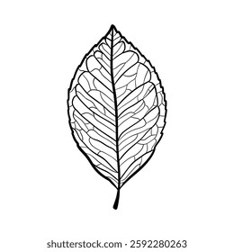 hand drawn black outlines of leaves on white background.