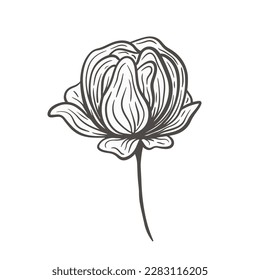 Cabeza de peonía negra dibujada a mano, flor de rosa, ilustración vectorial floral. Elemento de arte en línea para tarjeta de invitación a la boda, icono, logotipo, símbolo, libro de colorear, marca femenina, producto de belleza y decoración