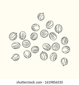 Hand drawn black pepper isolated on white background. Sketch handful of black peppercorn. Engraving vintage style. Vector illustration.