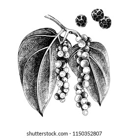 Hand drawn black pepper plant with berries and leaves. Vector illustration in vintage style