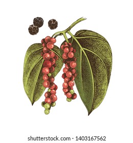 Hand drawn black pepper plant. Colorful vector illustration in retro style