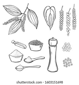 Hand drawn Black pepper. Vector sketch  illustration.