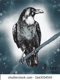 Hand drawn black raven sitting on a branch vectro drawing