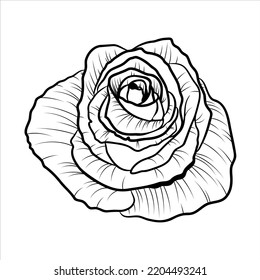 Hand drawn black rose isolated on white background. Outline blooming flower. Vector illustration for coloring page, design element, invitation of the wedding, birthday, Mother's day, Valentine's Day.