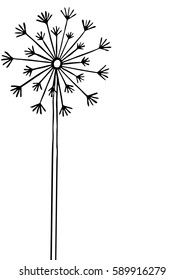Hand drawn black silhouette dandelion on a white background.