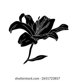 Hand drawn black silhouette of lily bloom with stem and leaf linocut. Monochrome birth month May flower. Botanical vector illustration isolated on white.