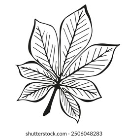 Hand drawn black Sketch Chestnut Leaves on white background. Doodle Botanical Vintage illustration in line art style. Autumn Elements for Тhanksgiving, invitation cards, social media, card, poster.