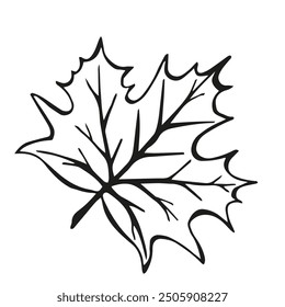 Hand drawn black Sketch Maple leaves on white background. Doodle Botanical Vintage illustration in line art style. Autumn Elements for Thanksgiving, invitation cards, social media, card, poster, web.