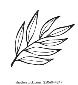 Hand drawn black Sketch Willow Leaves on white background. Doodle Botanical Vintage illustration in line art style. Autumn Elements for Тhanksgiving, invitation cards, social media, card, poster, web.