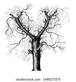 Hand drawn black tree Aorta vector illustration