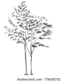 Hand drawn black tree isolated on white background. Branches of small plant on vector illustration. Simple gray sketch.