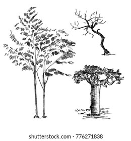 Hand drawn black tree isolated on white background. Branches of small plant on vector illustration. Simple gray sketch.
