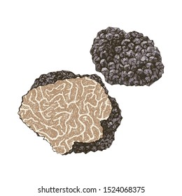 Hand Drawn Black Truffle Mushroom. Vector Illustration