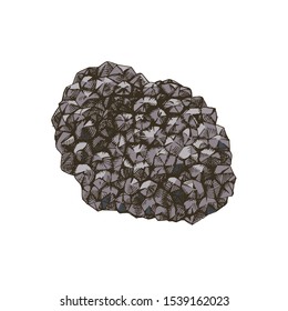 Hand drawn black truffle mushroom. Vector illustration