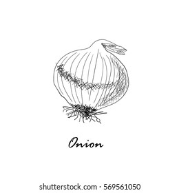 Hand drawn black vector illustration of onion isolated on white background
