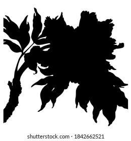 Hand drawn black vector silhouette of peony. Stock illustration of plant.