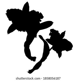 Silueta vectorial negra dibujada a mano de orquídea. Ilustración bursátil de la planta tropical.