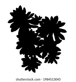 Hand drawn black vector  silhouette of succulent. Stock illustration of desert plant  Echeveria leucotricha.