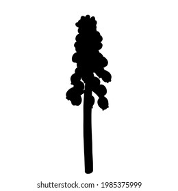Silueta vectorial negra dibujada a mano de moscari aislada sobre fondo blanco. Ilustración de la uva de jacinto.