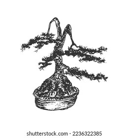 Hand drawn black vintage sketch bonsai housplant tree vector illustration. Rough sketch drawing bonsai plant illustration art.